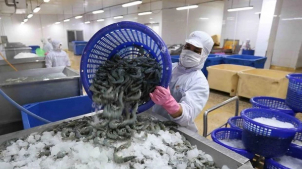 Bản tin Thủy sản ngày 12/7/2024: Ngành tôm khó đạt mục tiêu xuất khẩu