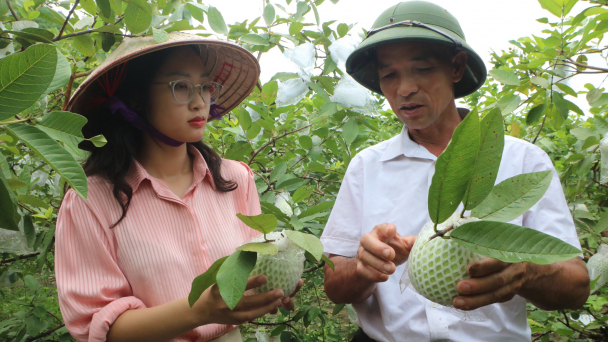Từ loại cây thoát nghèo, ổi Hoành Bồ 'làm du lịch'