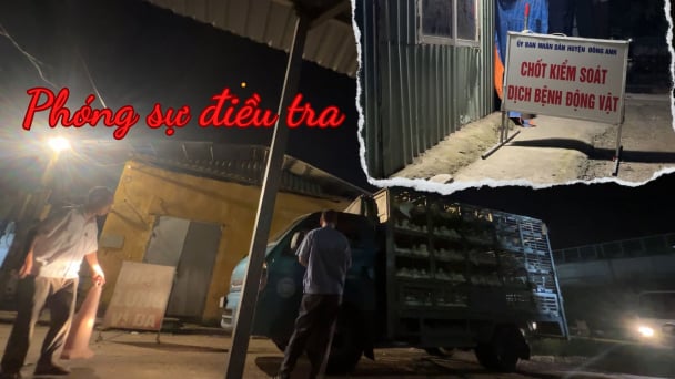 Rùng mình chợ đầu mối Hải Bối: Thú y thả cửa, gian thương lộng hành