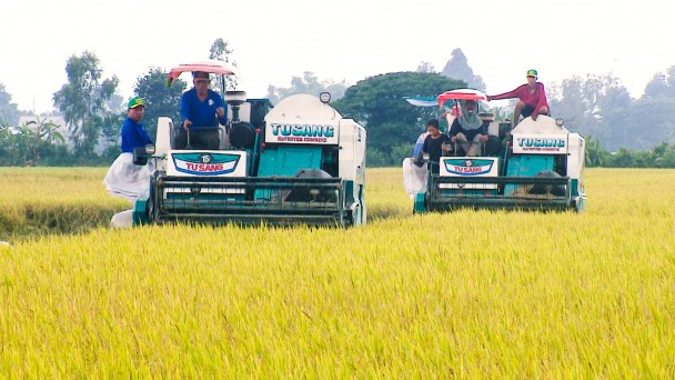 Cánh đồng lúa chất lượng cao, phát thải thấp đầu tiên trên thế giới