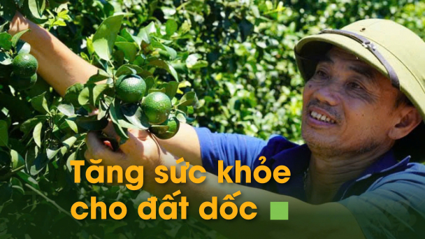Tăng sức khỏe cho đất dốc: [Bài 1] 'Trải thảm xanh' trên đất đồi