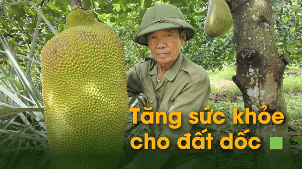 Tăng sức khỏe cho đất dốc [Bài 3]: 'Tẩm bổ' đất đồi, mít ruột đỏ đẻ ra tiền