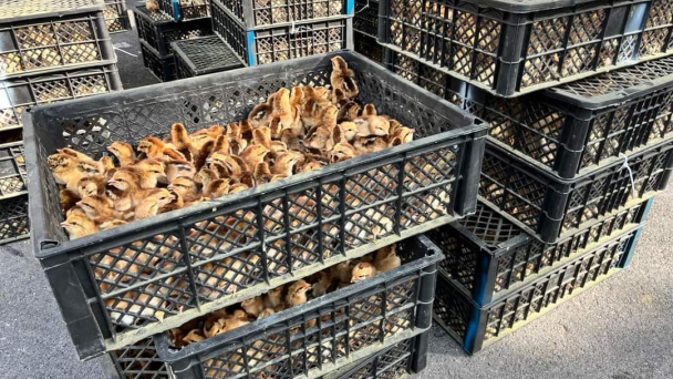 Trứng gia cầm không rõ nguồn gốc tuồn vào Việt Nam theo đường Móng Cái