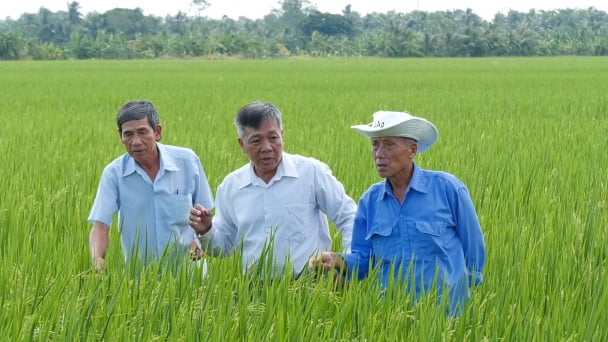 Sóc Trăng khuyến khích nông dân tham gia trồng lúa giảm phát thải