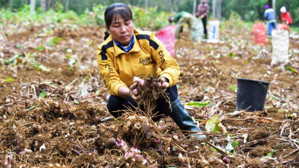 Cây dong riềng 'chết dần' trên đất Bắc Kạn