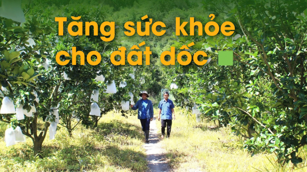 Vườn cây ăn quả sum suê bên vách núi khô cằn