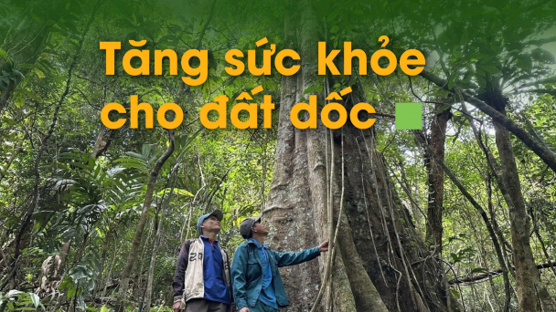 Tạo 'ngôi nhà xanh' cho cây dược liệu