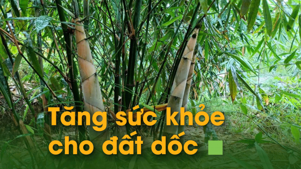 Tạo đường đồng mức, giữ thảm cỏ xanh cho măng Bát Độ