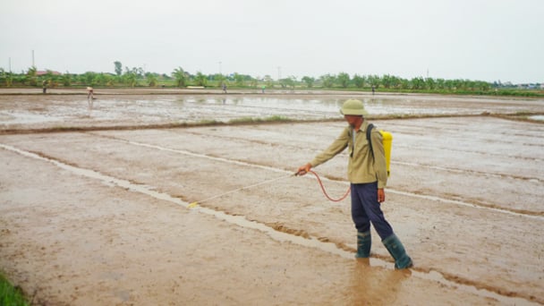 Kinh nghiệm xử lý cỏ dại trong sản xuất lúa