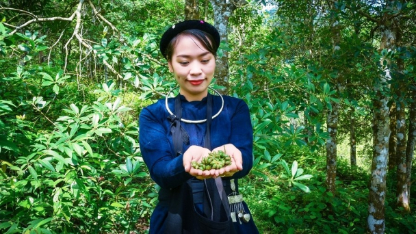 Trồng 3.000ha hồi, huyện Thạch An thu hơn 100 tỷ đồng mỗi năm