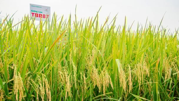 Giống lúa TBR97 và TBR87 hiệu quả trên đất Quảng Bình