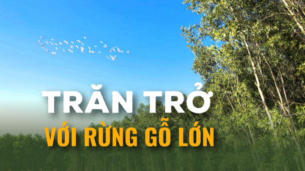 Trăn trở với rừng gỗ lớn