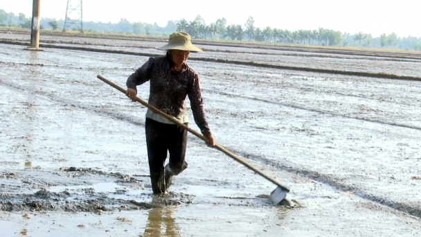 Ồ ạt gieo sạ hơn 3.500ha lúa thu đông không theo khuyến cáo