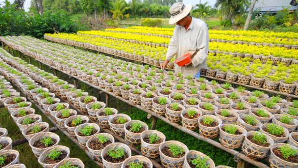 Xuống giống 90 nghìn giỏ hoa cúc mâm xôi phục vụ thị trường Tết