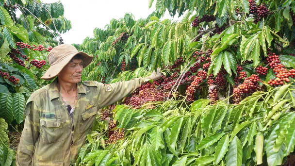 Những giống cà phê chất lượng cao của Viện WASI được giới thiệu đưa vào sản xuất