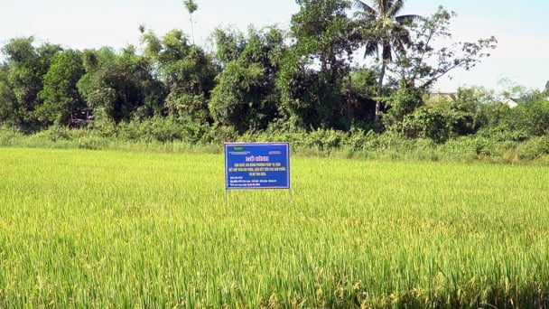 Phương pháp mới thúc đẩy sản xuất lúa hữu cơ tại Quảng Trị