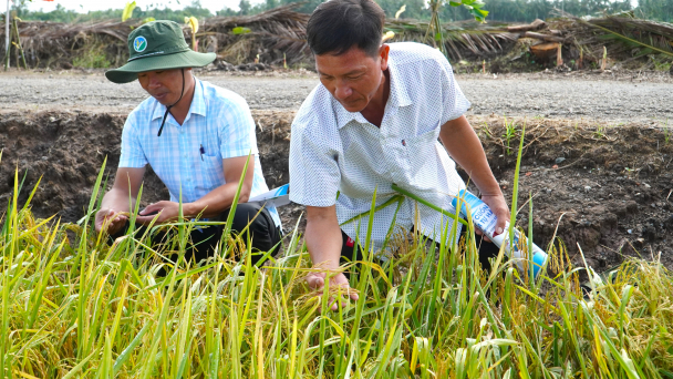Sóc Trăng mở rộng thí điểm Đề án 1 triệu ha lúa chất lượng cao