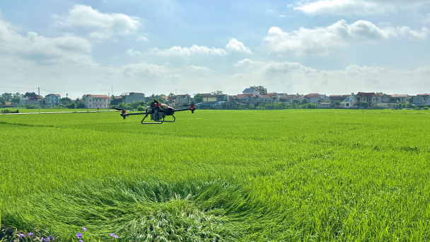 Dùng phân hữu cơ Nano Canxi Sillic cải tạo cho vùng nếp Thầu Dầu