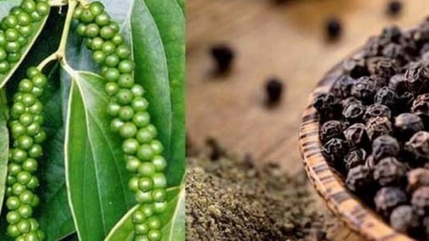 Hạt tiêu Việt Nam sẽ được hưởng lợi nhờ giá xuất khẩu cao