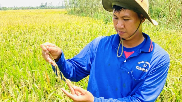 Làm lúa hữu cơ, lợi nhuận tăng 30% trở lên