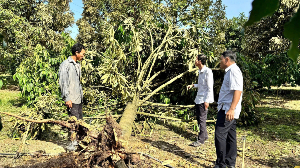 Hàng loạt cây trồng bị ngã đổ sau cơn lốc