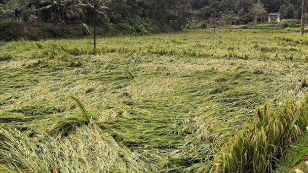 Cần có hội nghị về thúc đẩy, phục hồi sản xuất nông nghiệp sau bão