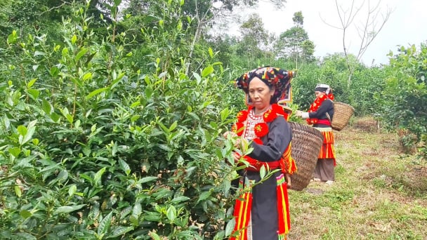 Màu xanh trù phú trên vùng nông sản đặc sản