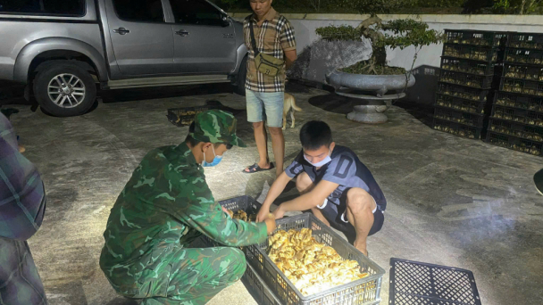 Bắt đối tượng vận chuyển trái phép 12.000 gà giống