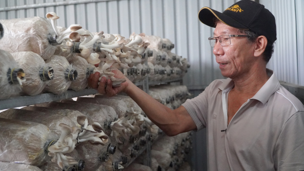 Chuyển nuôi heo rừng sang trồng nấm, lão nông lãi 400 triệu đồng/năm