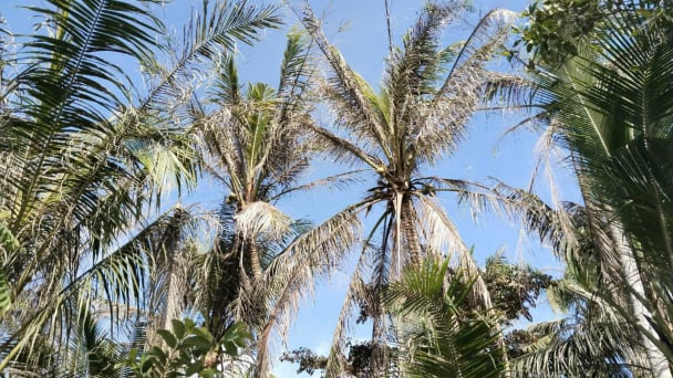 Hơn 185ha dừa hữu cơ bị sâu đầu đen tấn công
