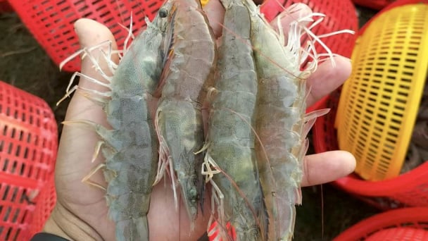 Despite facing lawsuits, the U.S. remains the largest market for Vietnamese seafood
