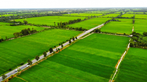 Hậu Giang: Đẩy mạnh liên kết, hướng tới 1 triệu ha lúa chất lượng cao
