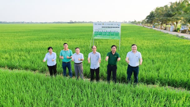 Áp dụng đồng bộ quy trình canh tác thông minh vào sản xuất lúa