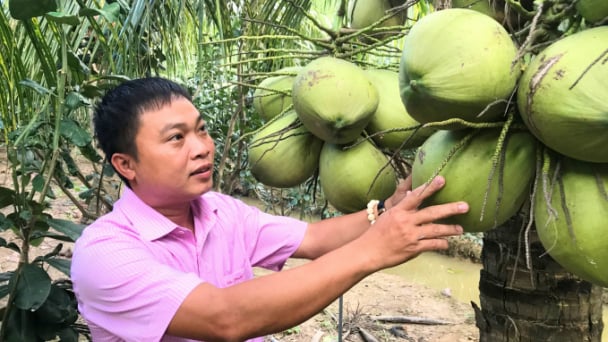 80% sản lượng dừa sáp Trà Vinh bán dưới hình thức nguyên liệu thô