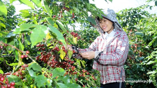 Bước tiến quan trọng của Việt Nam trong tuân thủ EUDR