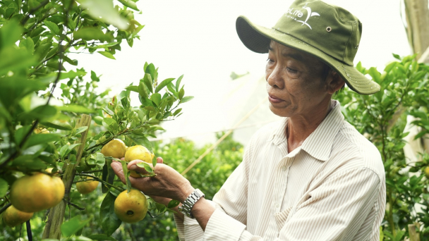 Giá quýt cao gấp rưỡi nhờ dùng thuốc '4 đúng'