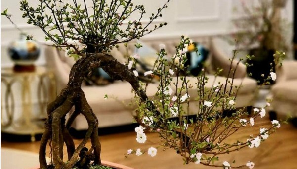 Ý nghĩa của việc trồng cây nhất chi mai vào dịp Tết là gì?