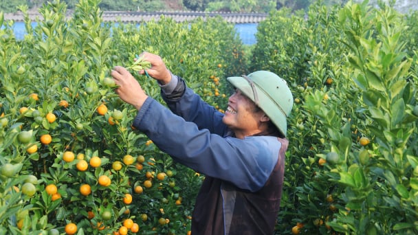 Không thiếu quất, bưởi cảnh trưng Tết