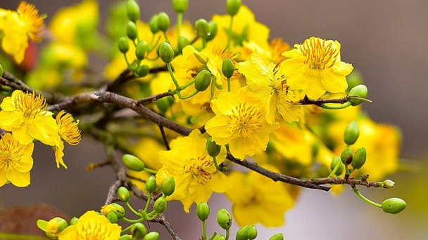 Tại sao người miền Nam thường trưng hoa mai vàng ngày Tết?