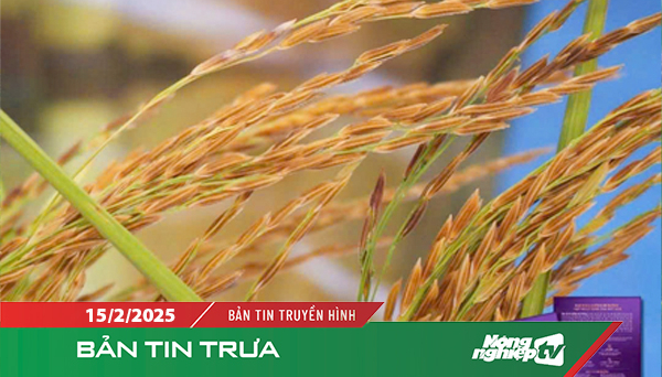 Lúa tím giá 14.000 đồng/kg, đầu ra được bao tiêu toàn bộ