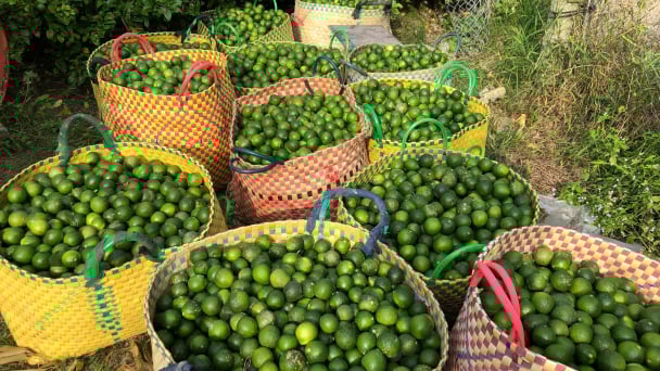 Chanh tươi rớt giá, chỉ 2.000 - 2.500 đồng/kg