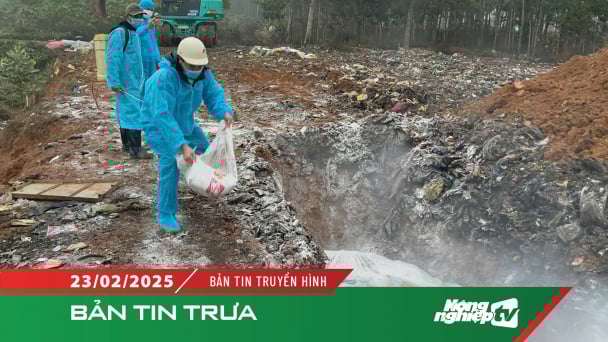 Tiêu hủy hơn 600kg lợn tại ổ dịch lở mồm long móng