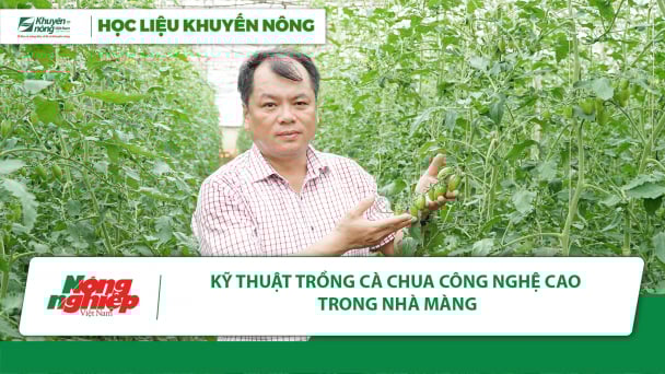Hướng dẫn trồng cà chua công nghệ cao trong nhà màng