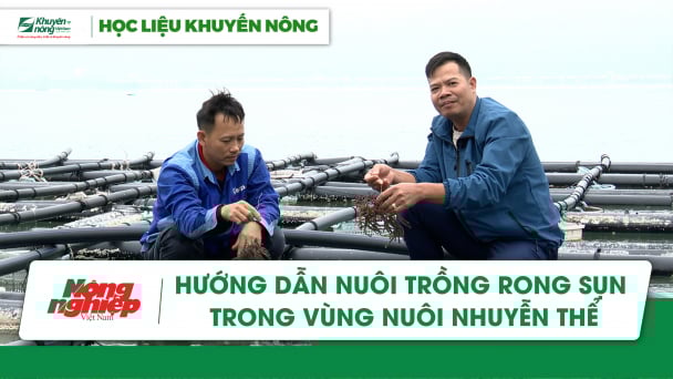 Hướng dẫn nuôi trồng rong sụn trong vùng nuôi nhuyễn thể