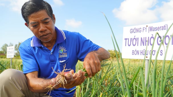 Drip irrigation to cope with the risks of underground water exhaust