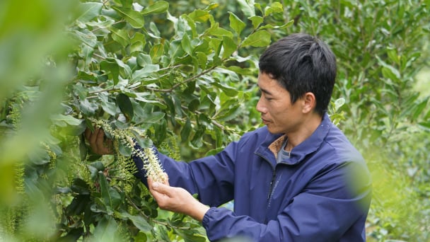 Trồng mắc ca, vừa có tiền, vừa có rừng