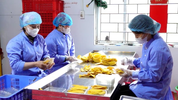 HTX sản xuất hướng hữu cơ, không phun thuốc hóa học