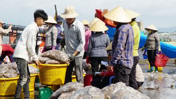 Chuyển biến tích cực trong chống khai thác IUU: [Bài 3] Chuyển đổi nghề để phát triển bền vững