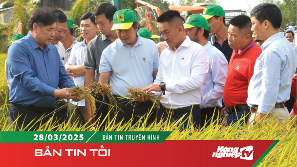 Canh tác lúa phát thải thấp đạt lợi nhuận 55 triệu đồng/ha