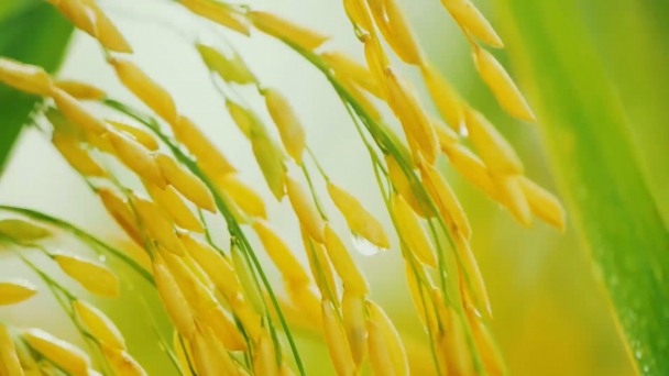 Hành trình 'chuyển đổi xanh' của lúa gạo Hậu Giang
